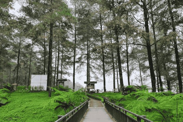 Fasilitas di Hutan Pinus Limpakuwus yang Membuat Betah