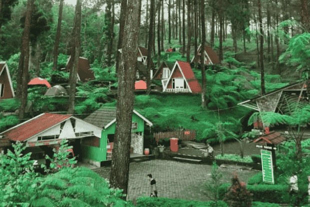 Harga Tiket Masuk Hutan Pinus Limpakuwus Terbaru