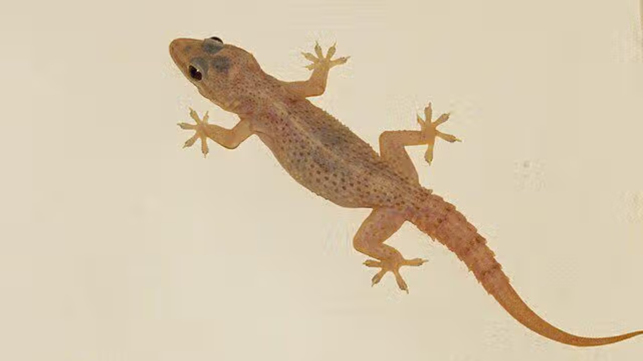 Cicak