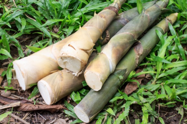 Menyelami Rebung dan Manfaatnya