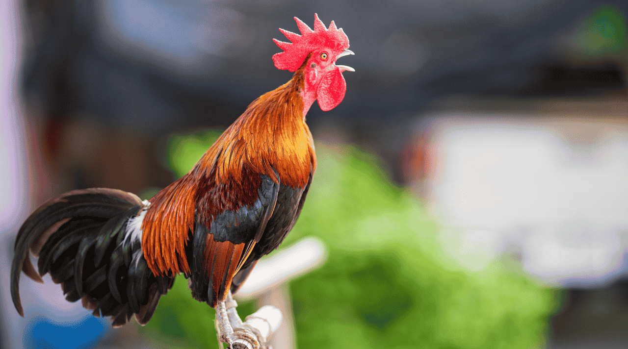 Ayam yang Berkokok Pagi Mengajarkan Disiplin