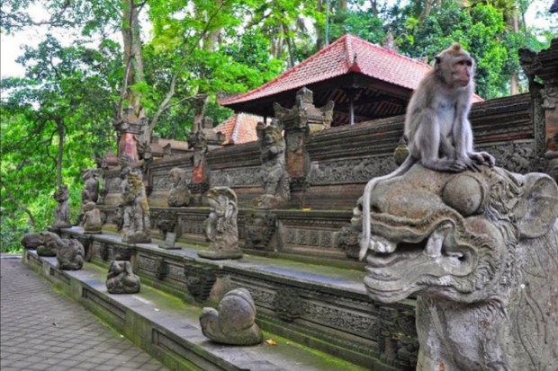 Monkey Forest Ubud dan Pura Suci