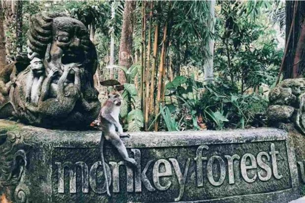 Wana Monyet Ekor Panjang di Monkey Forest