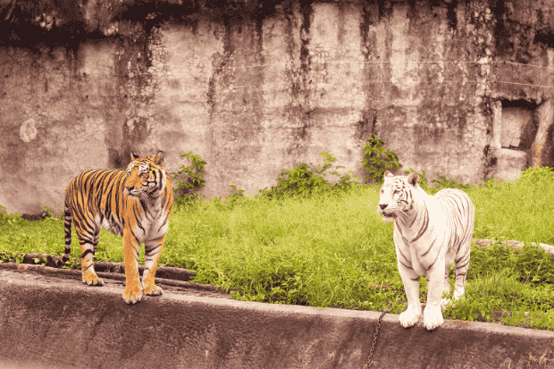 Edukasi dan Konservasi Satwa di Kebun Binatang