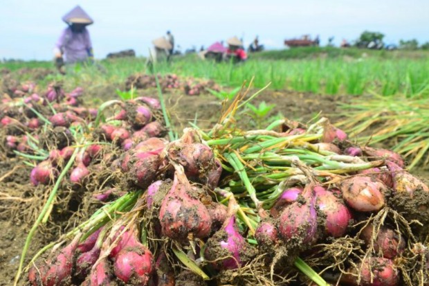 Inovasi Budidaya Bawang Merah oleh Komunitas Petani