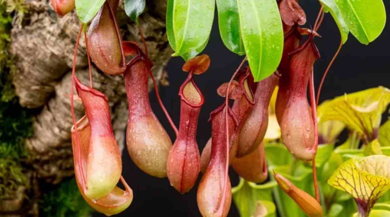 Kantong Semar, Tanaman Karnivora yang Makin Diburu Pecinta Tanaman