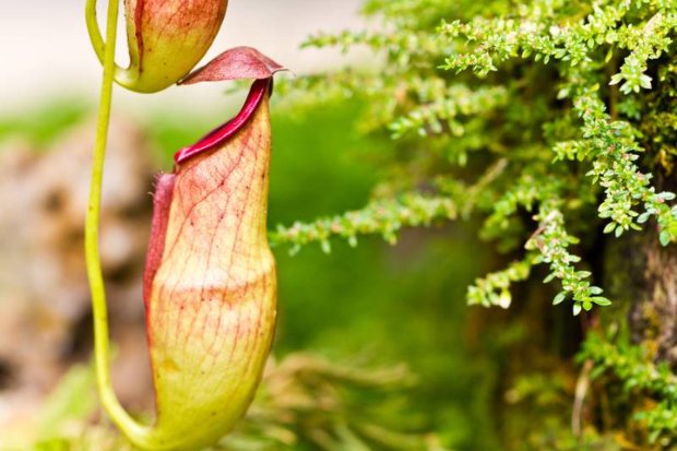 Kantong semar asal dan habitatnya