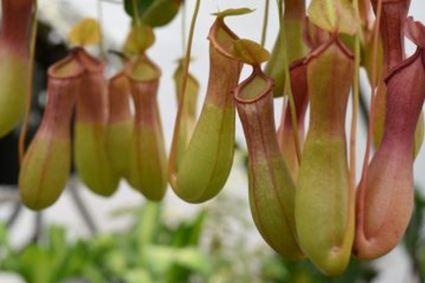 Konservasi kantong semar di Indonesia