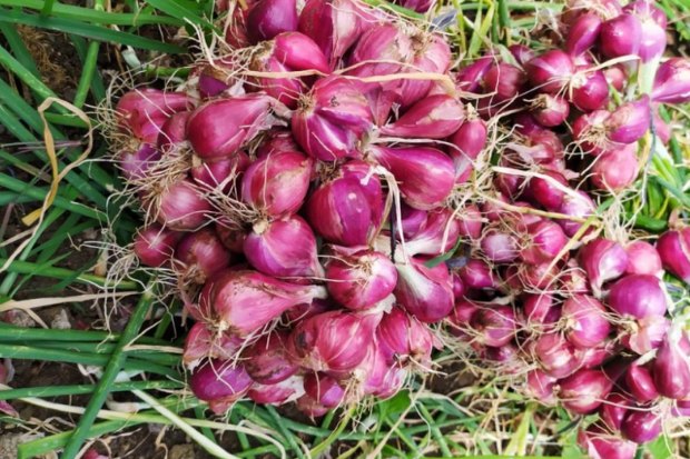 Peran Komunitas Petani Bawang Merah dalam Ketahanan Pangan
