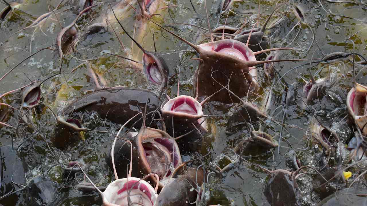 Bisnis Ternak Lele Kian Menjanjikan di Tengah Kebutuhan Pangan