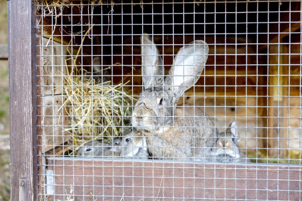 Budidaya Kelinci Pedaging Kian Menarik