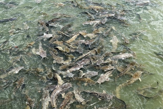 Modal Usaha Ternak Lele