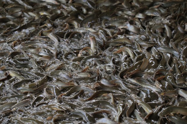 Peluang Bisnis Ternak Lele