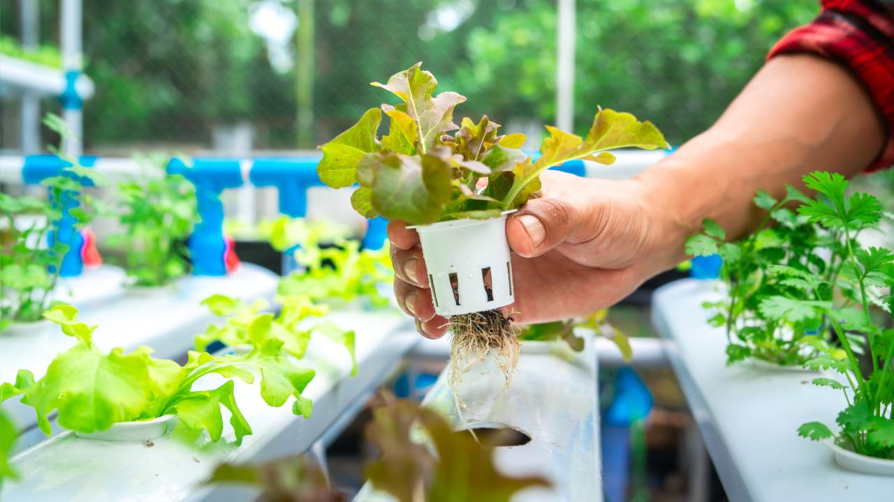 Usaha Hidroponik Rumahan Menjadi Pilihan Bisnis Baru