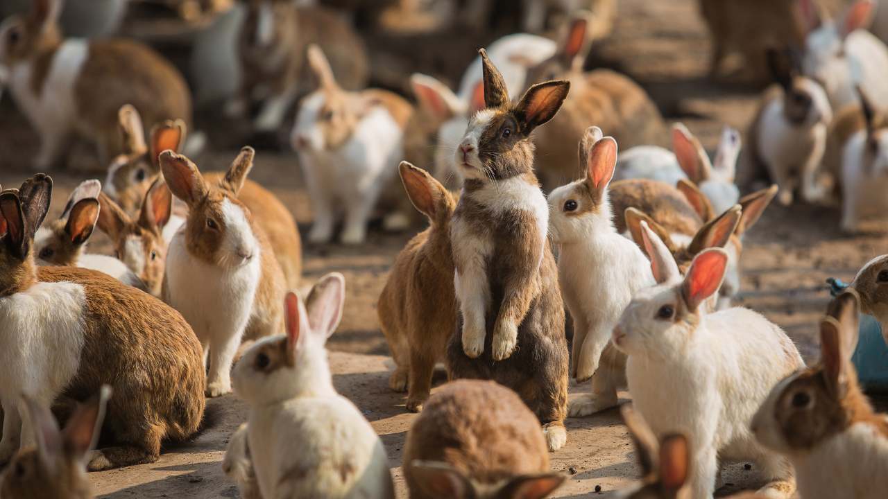 Usaha Ternak Kelinci Jadi Alternatif Usaha Peternakan