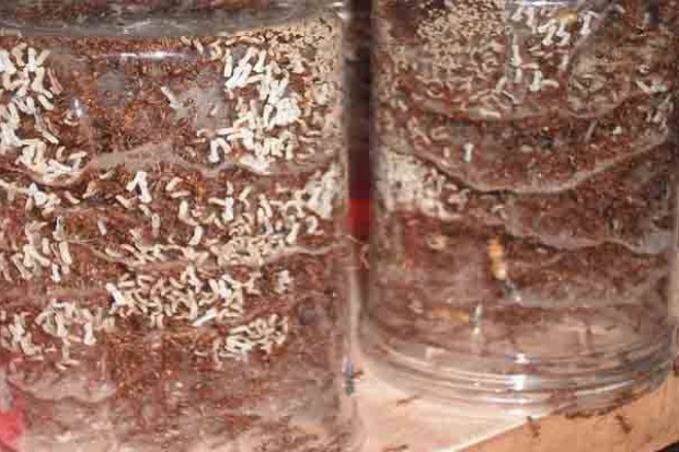 Budidaya Kroto Rumahan Terus Berkembang