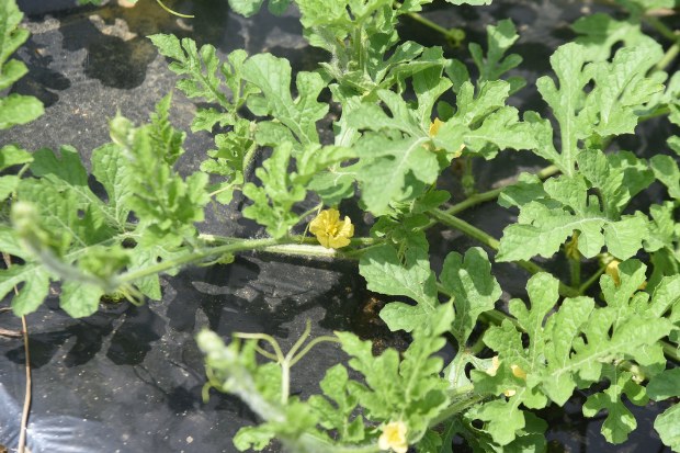 Budidaya Semangka Modern