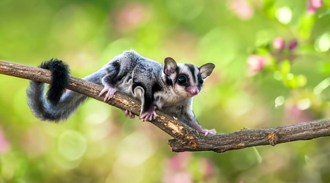 Ciri-Ciri Sugar Glider yang Sakit dan Perlu Diwaspadai Sejak Dini