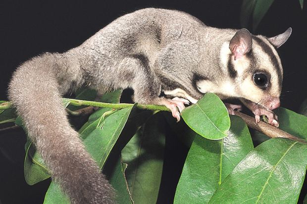 Penurunan Nafsu Makan dan Berat Badan