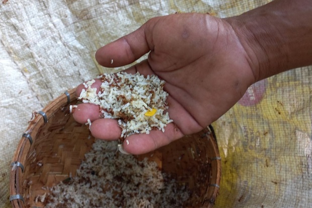 Usaha Ternak Kroto Menjadi Pilihan Baru Masyarakat