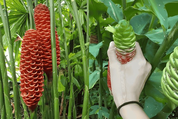 Asal-Usul dan Persebaran Lempuyang di Asia Tropis