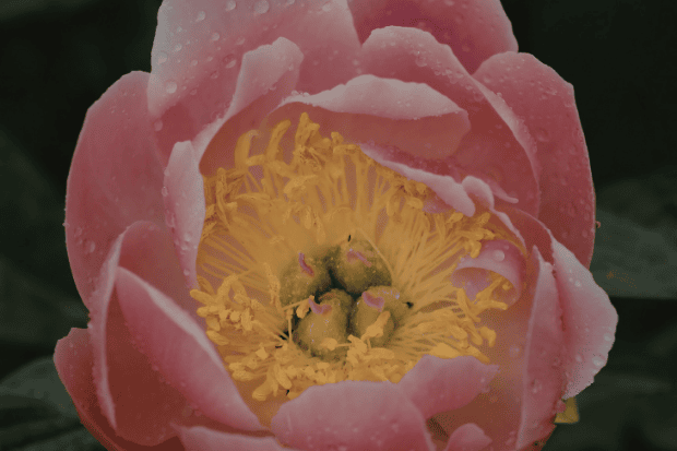 Cara Merawat Bunga Camellia agar Tumbuh Optimal