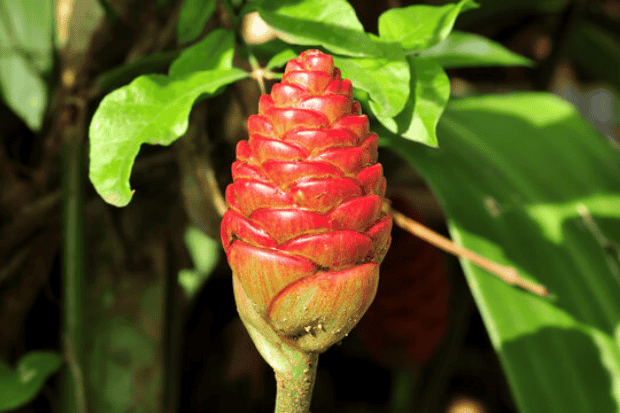 Kandungan Alami dan Manfaat bagi Rambut