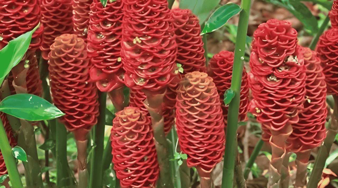 Lempuyang, Tanaman Herbal Penghasil Sampo Alami