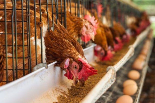 Modal awal yang perlu kamu siapkan untuk usaha ayam petelur meliputi kandang, bibit ayam, pakan, serta biaya operasional agar usaha berjalan lancar dan stabil