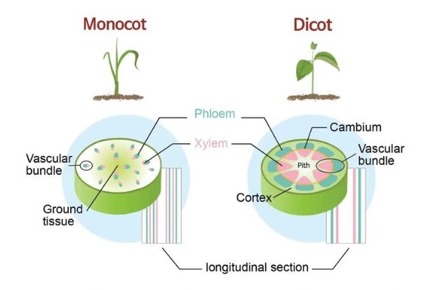 Perbedaan jaringan tumbuhan dikotil dan monokotil beserta ciri dan strukturnya