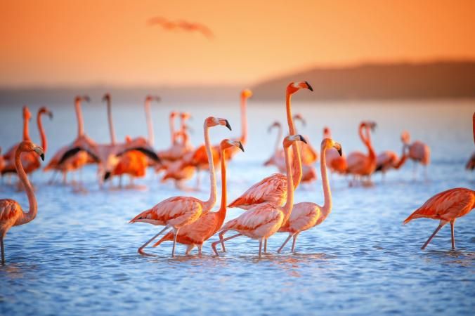 potret burung flamingo bersama klon nya 