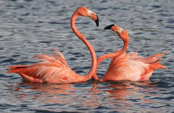 burung flamingo berwarna pink di habitat alami