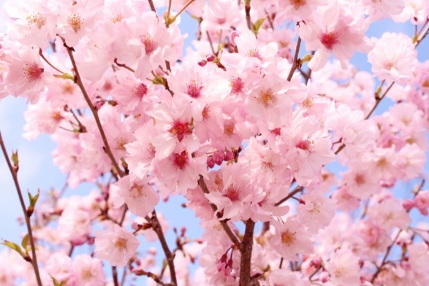 Bunga sakura Jepang sangat ikonik dengan warna merah muda yang indah dan suasana musim semi yang menarik perhatian wisatawan.