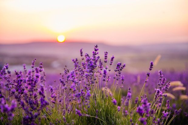Tanaman lavender berbunga ungu di bawah sinar matahari
