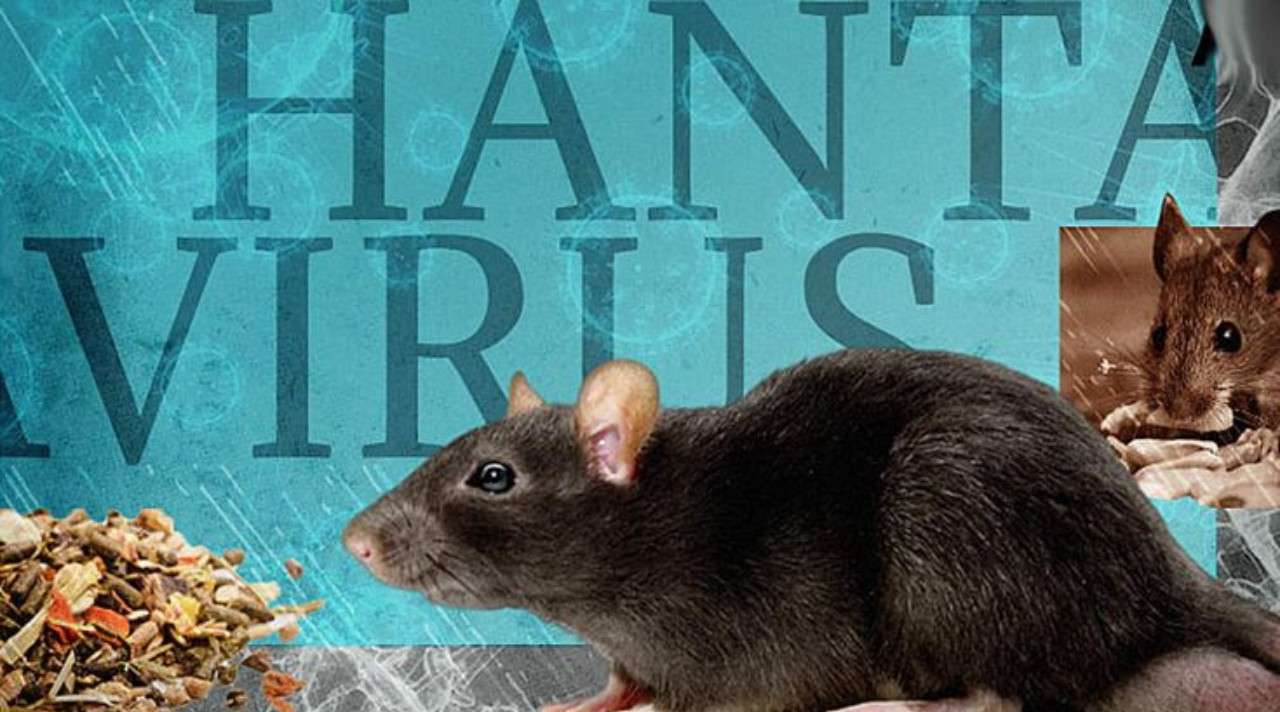 hantavirus kapal pesiar yang ramai dibahas masyarakat beserta fakta kesehatan dan penjelasan tentang penyebaran virus di lingkungan tertutup