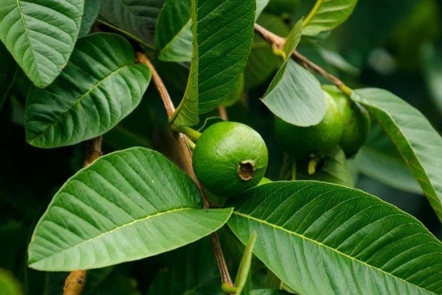 kandungan daun jambu biji yang kaya nutrisi untuk kesehatan tubuh