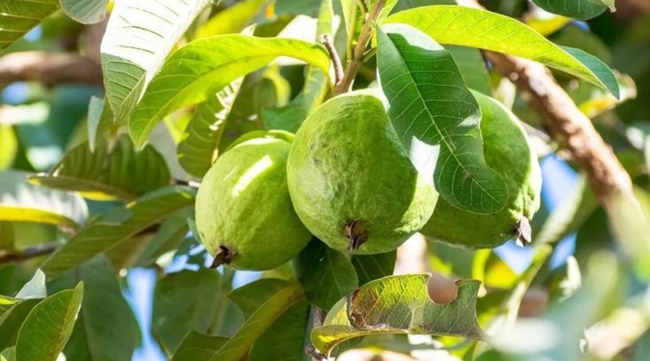 daun jambu biji segar untuk kesehatan sehari hari sebagai bahan alami