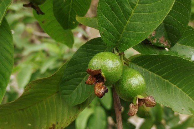 daun jambu biji untuk membantu menjaga kesehatan pencernaan secara alami