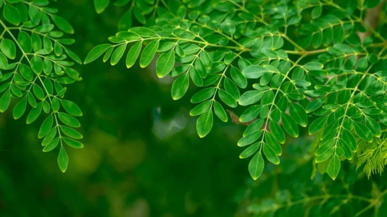 Mengenal Daun Kelor untuk Kesehatan Tubuh